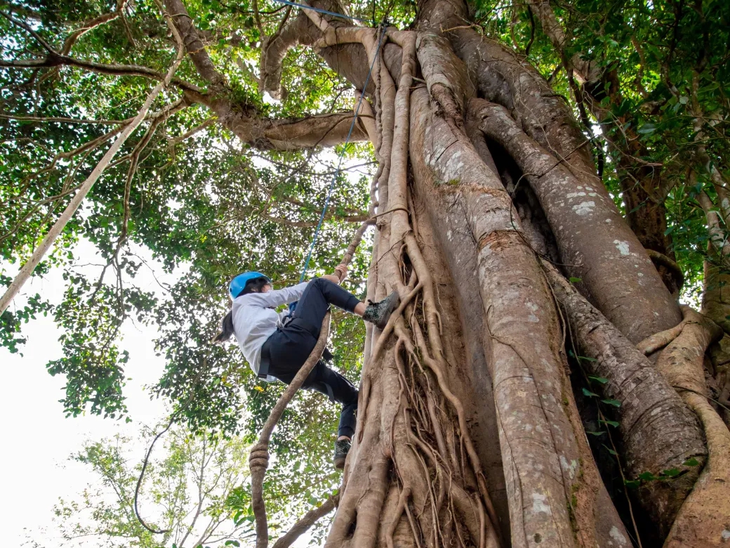 榕树攀爬