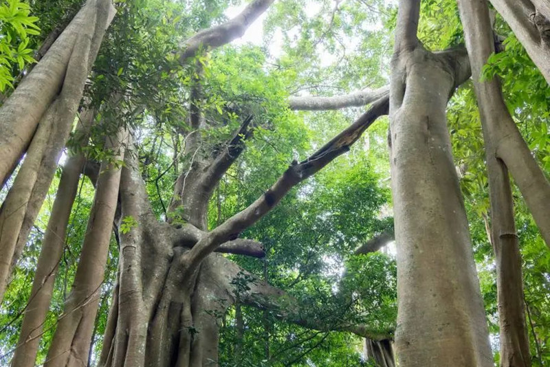 E线·独树成林 - 经典徒步路线