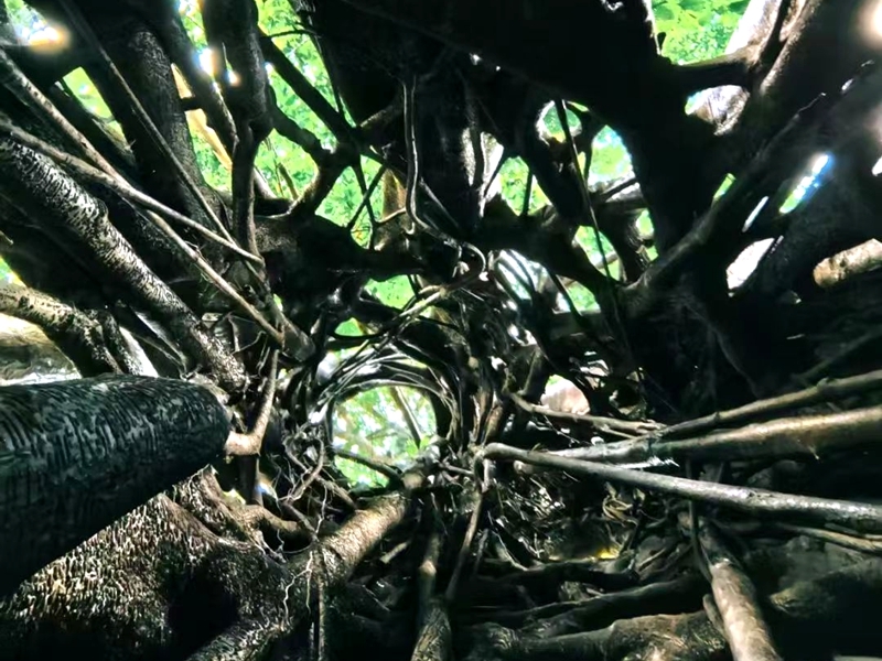 巴朵村雨林徒步